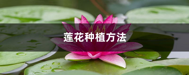 莲花种植方法,莲花可以用藕种植繁殖吗 莲花种植方法,莲花可以用藕种植繁殖吗