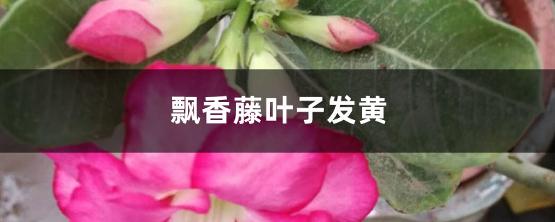 飘香藤黄叶的原因和处理办法 飘香藤黄叶的原因和处理办法