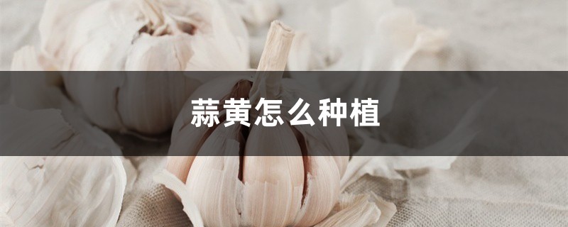 蒜黄怎么种植,什么是蒜黄 蒜黄怎么种植,什么是蒜黄