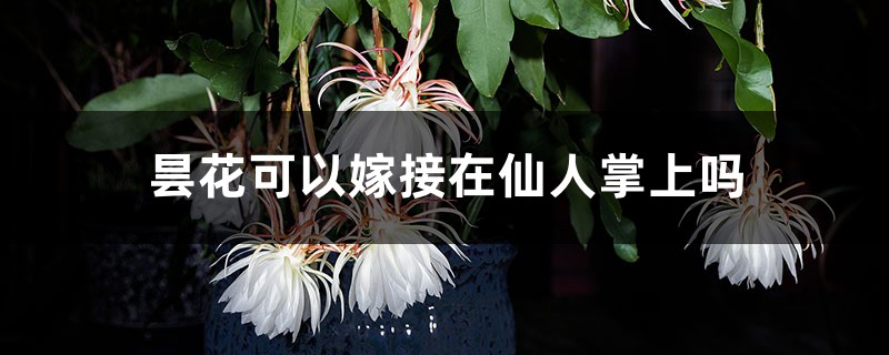 昙花可以嫁接在仙人掌上吗,可以养在室内吗 昙花可以嫁接在仙人掌上吗,可以养在室内吗