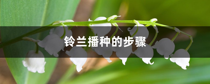 铃兰播种的步骤，播种时间在什么时候