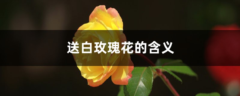 送白玫瑰花的含义 送白玫瑰花的含义