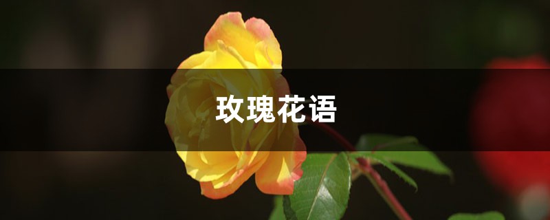 玫瑰花语,玫瑰花数量代表的含义 玫瑰花语,玫瑰花数量代表的含义