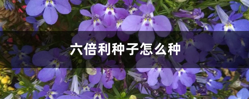 六倍利种子怎么种