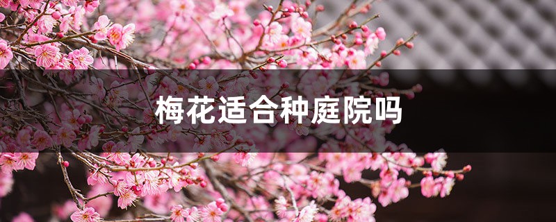 梅花适合种在庭院吗,种在庭院中怎么养? 梅花适合种在庭院吗,种在庭院中怎么养?