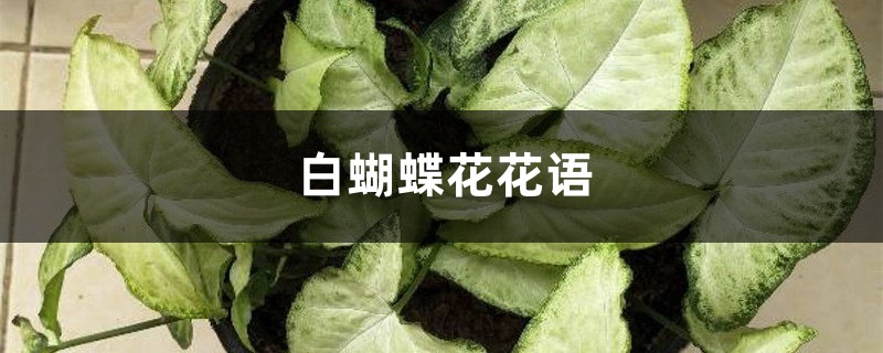 白蝴蝶花花语 白蝴蝶花花语