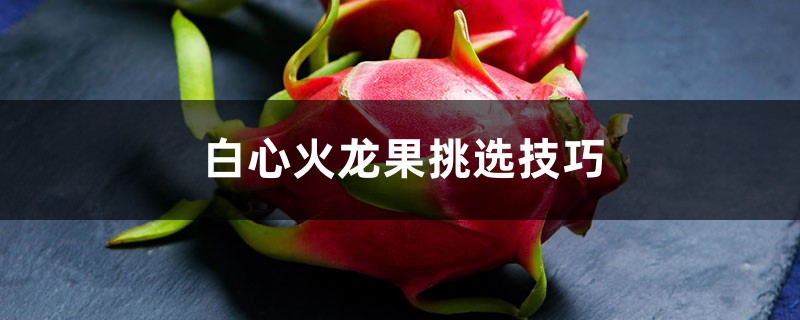 白心火龙果挑选技巧,如何保鲜时间更长 白心火龙果挑选技巧,如何保鲜时间更长
