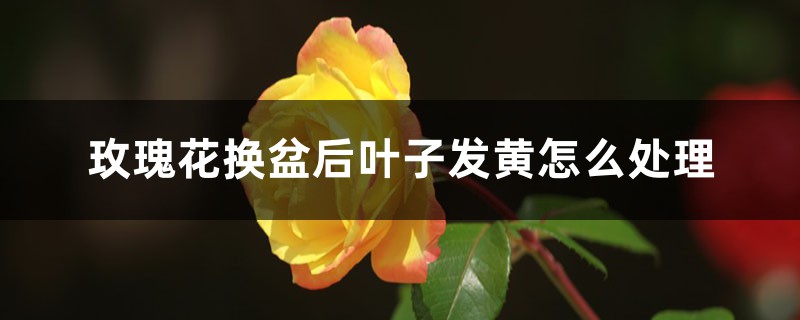 玫瑰花换盆后叶子发黄怎么处理,换盆以后不发新枝怎么办 玫瑰花换盆后叶子发黄怎么处理,换盆以后不发新枝怎么办