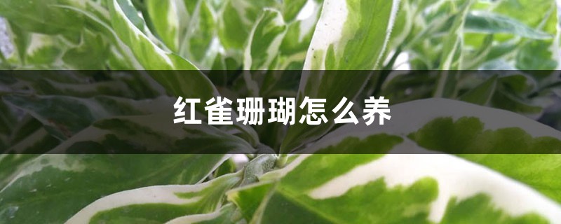 红雀珊瑚怎么养，如何修剪