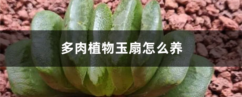 多肉植物玉扇怎么养 多肉植物玉扇怎么养