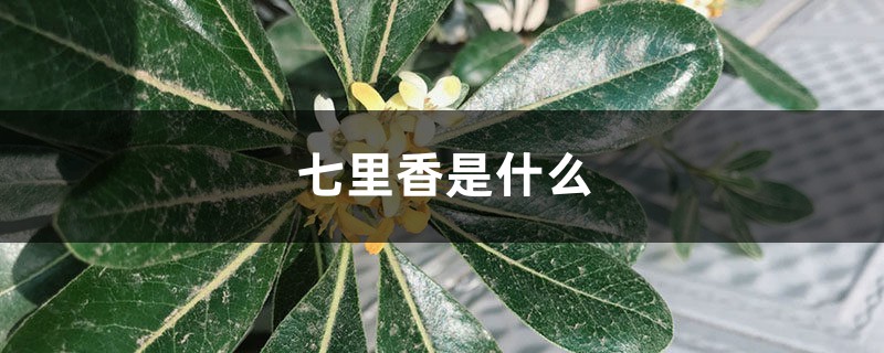七里香是什么,七里香图片 七里香是什么,七里香图片