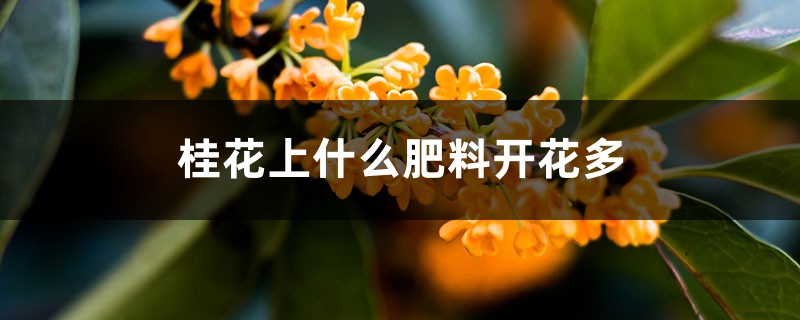 桂花快开花要不要施肥，上什么肥料开花多