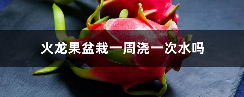 火龙果盆栽一周浇一次水吗,多久不浇水会死 火龙果盆栽一周浇一次水吗,多久不浇水会死