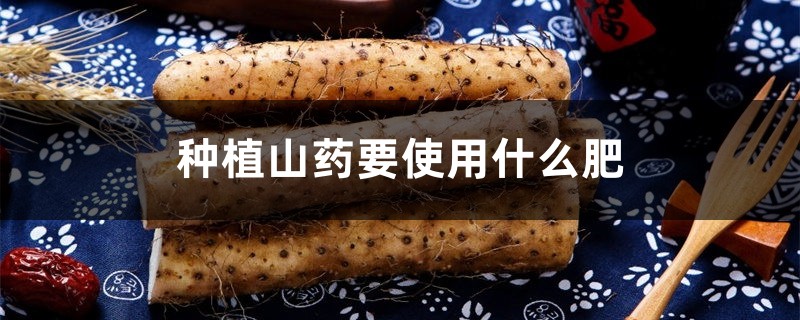 种植山药要使用什么肥,山药长粗用什么肥好 种植山药要使用什么肥,山药长粗用什么肥好