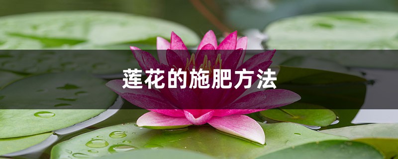 莲花的施肥方法,莲花不施肥行吗 莲花的施肥方法,莲花不施肥行吗