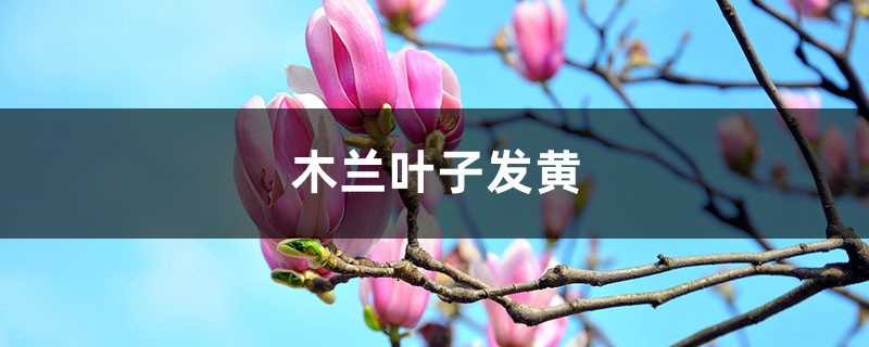 木兰黄叶的原因和处理办法 木兰黄叶的原因和处理办法