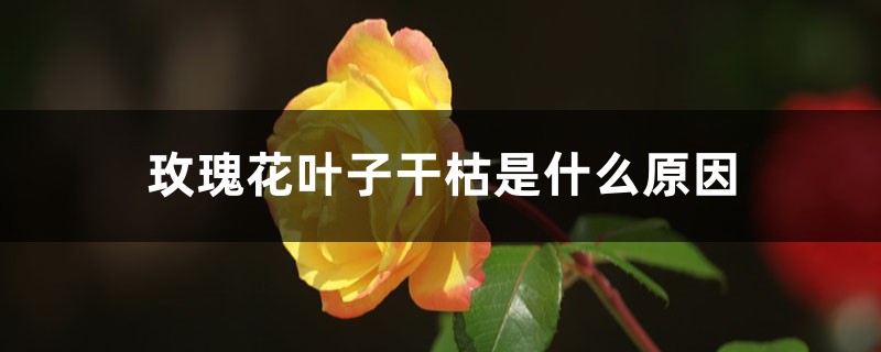 玫瑰花叶子干枯是什么原因，叶子黄了是什么原因