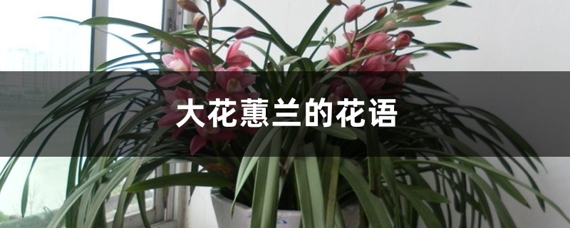 大花蕙兰的花语和寓意,适合送给什么人 大花蕙兰的花语和寓意,适合送给什么人