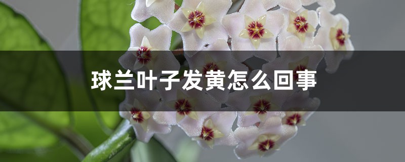 球兰叶子发黄怎么回事,为什么会黄叶 球兰叶子发黄怎么回事,为什么会黄叶