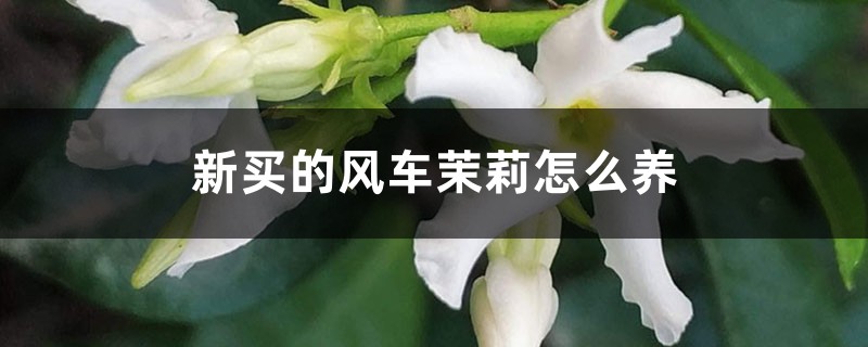 新买的风车茉莉怎么养