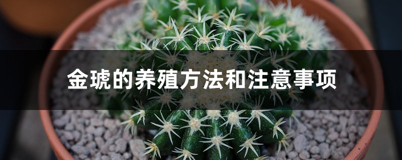 金琥的养殖方法和注意事项 金琥的养殖方法和注意事项