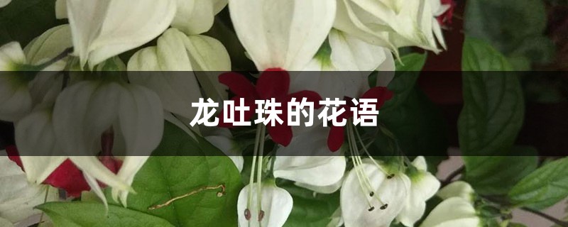 龙吐珠的花语和寓意,送人有什么禁忌 龙吐珠的花语和寓意,送人有什么禁忌