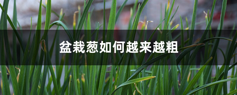 盆栽葱如何越来越粗 盆栽葱如何越来越粗